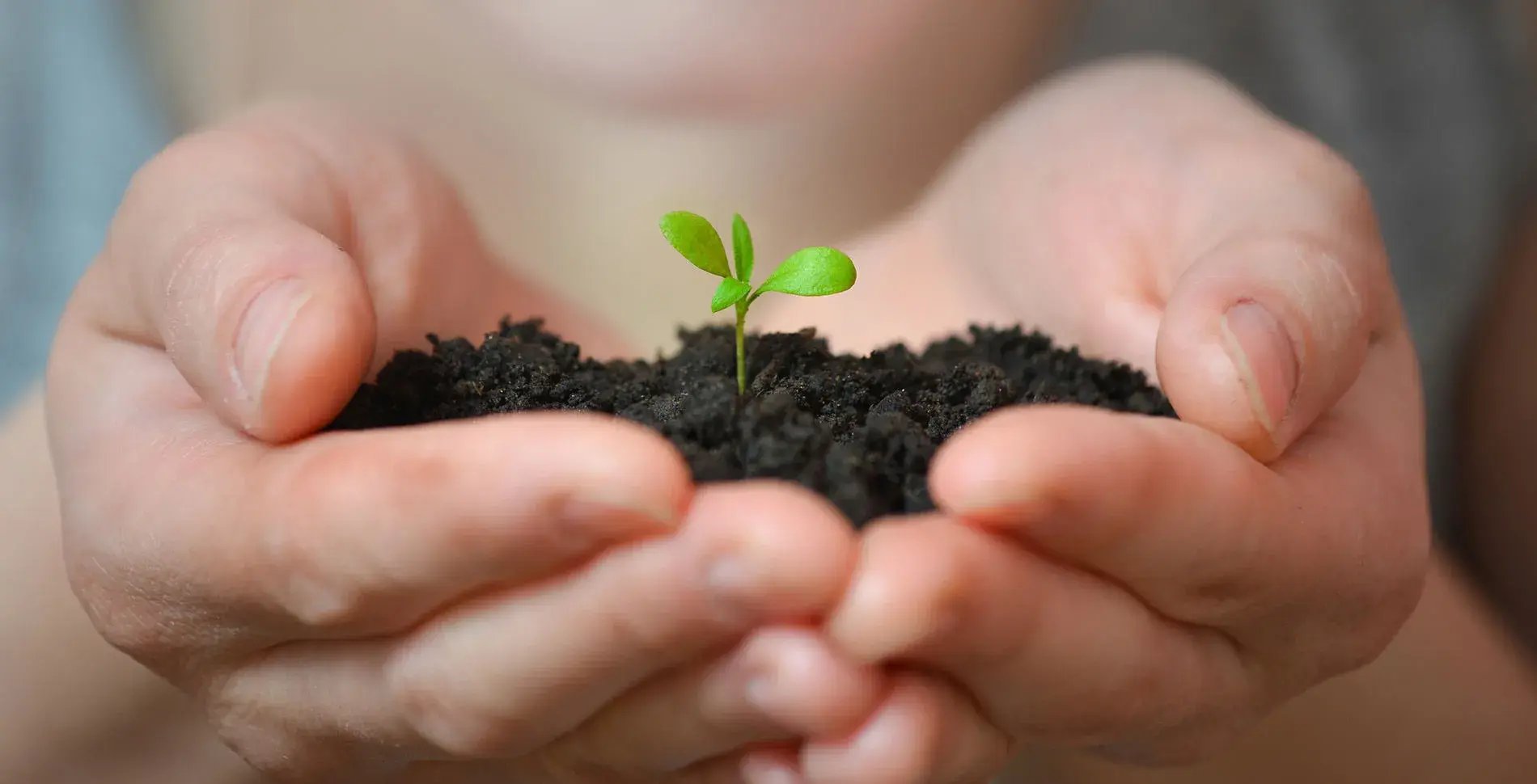 écologie, pousse d'un arbre dans les mains d'un enfant écologie, pousse d'un arbre dans les mains d'un enfant