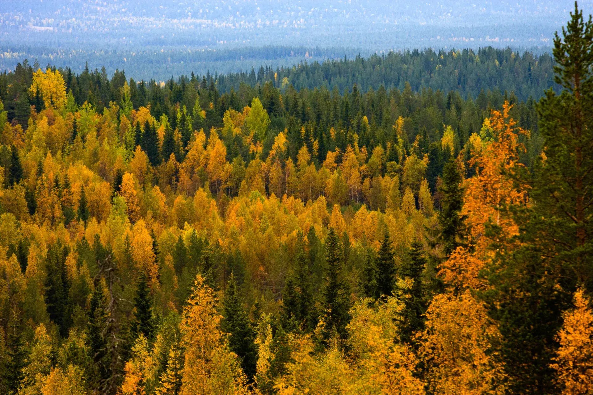 Forêt scandinave PEFC