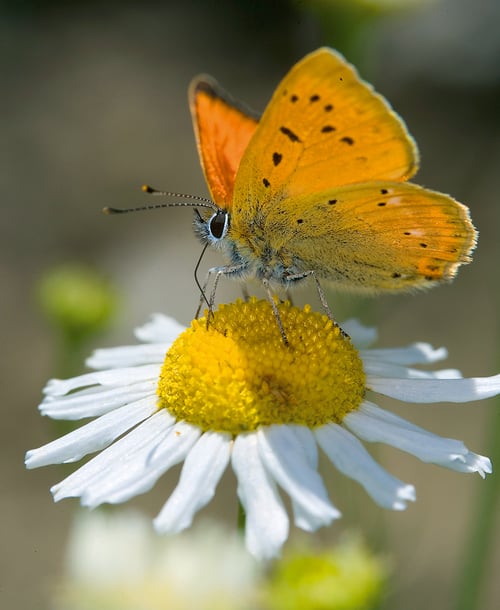 Kontio_Flower_Butterfly