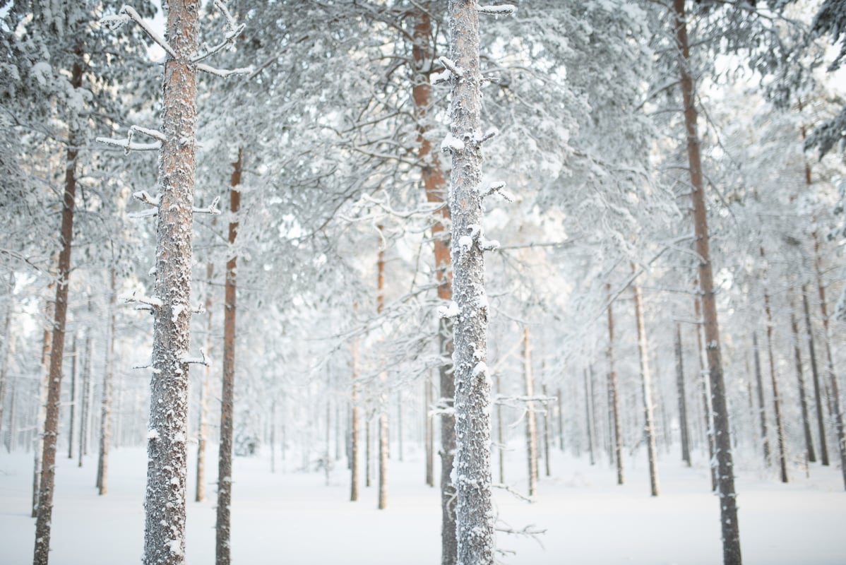 Metsä