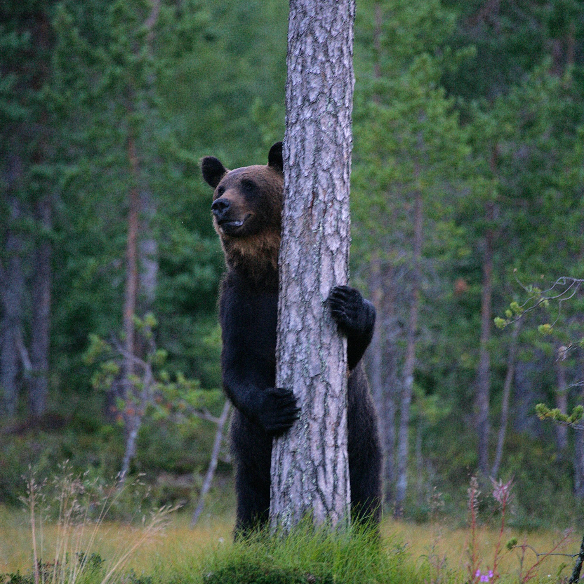 Kontio_FI_Bear_NAT_1106_3 Kontio_FI_Bear_NAT_1106_3
