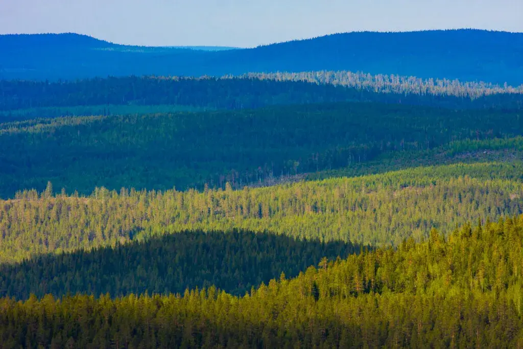 Bois de Finlande