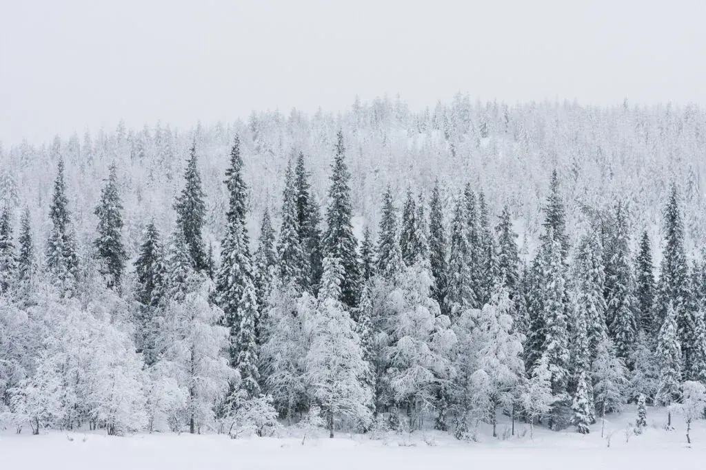 Forêt scnadinave sous la neige